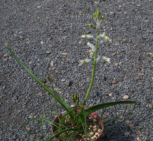 Lachenalia unifolia