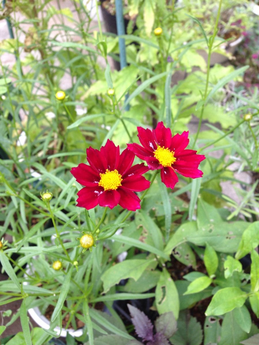 カンパニュラの二番花