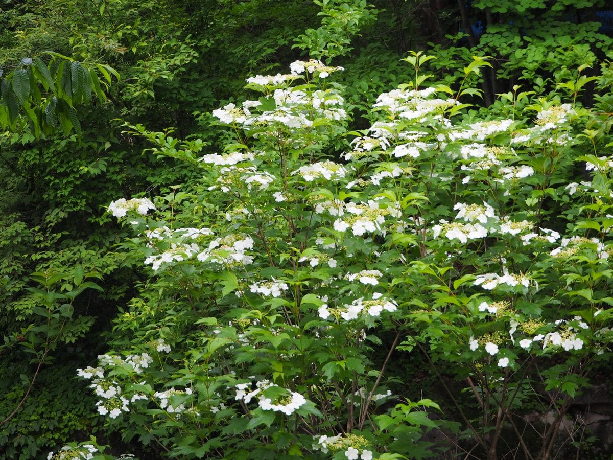 樹木の花も綺麗です