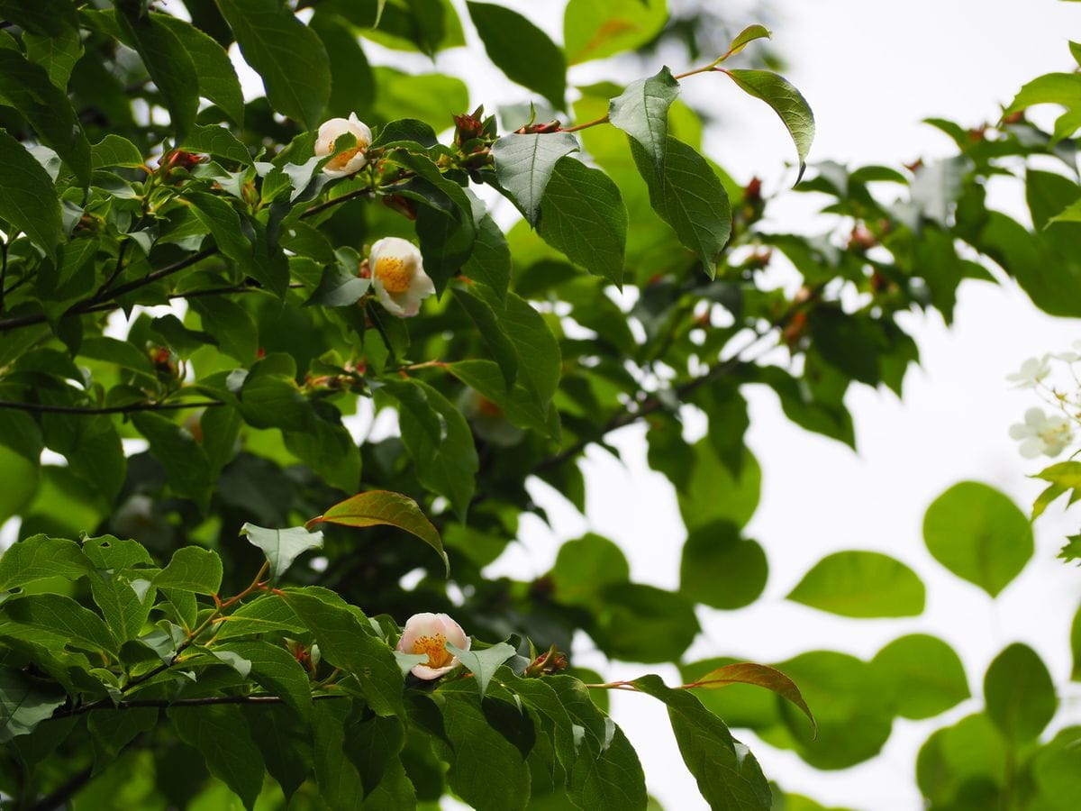 樹木の花も綺麗です