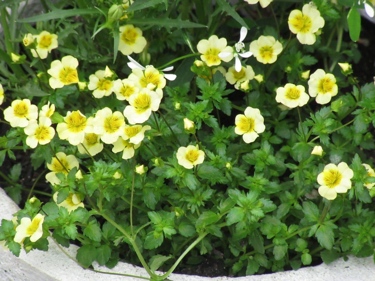 由愛(ゆめ)の花日記♪