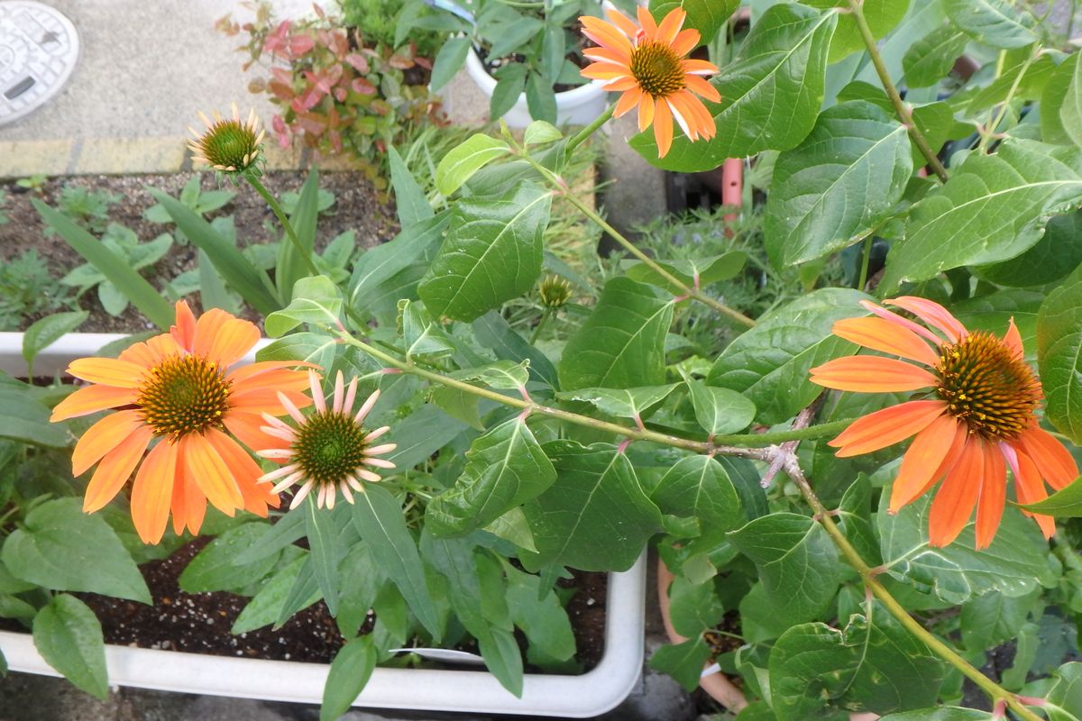 今日のお花たち（エキナセア・ペチュニア）