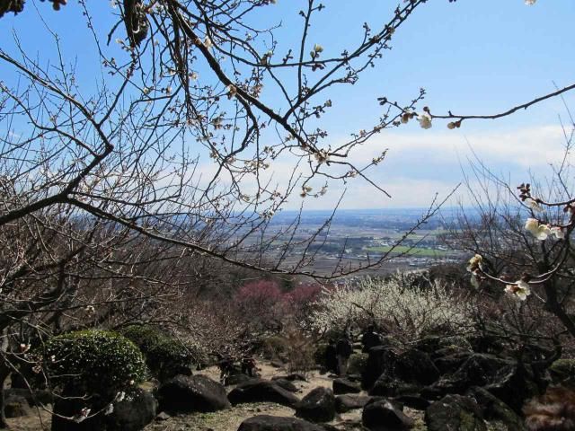 地元探索ー筑波山梅祭り