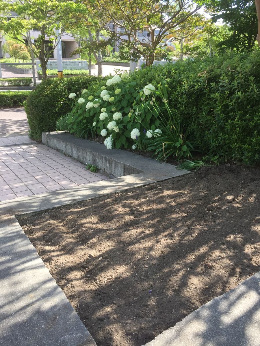 公園花壇の花苗購入