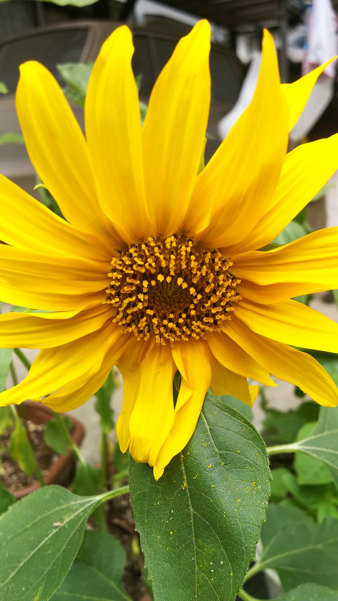 ひまわり🌻紫陽花