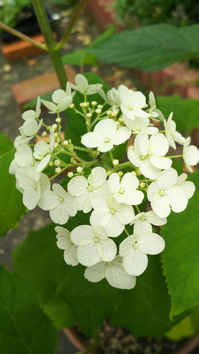 ひまわり🌻紫陽花