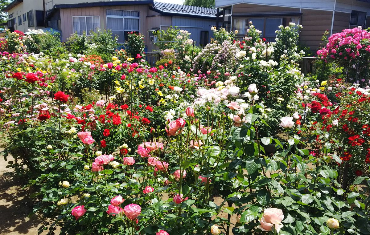 小倉ばら園🌹