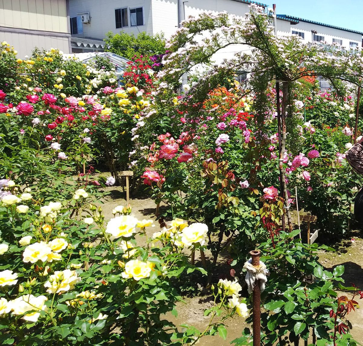 小倉ばら園🌹