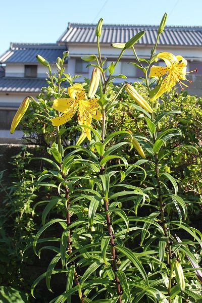 三日前と今日①