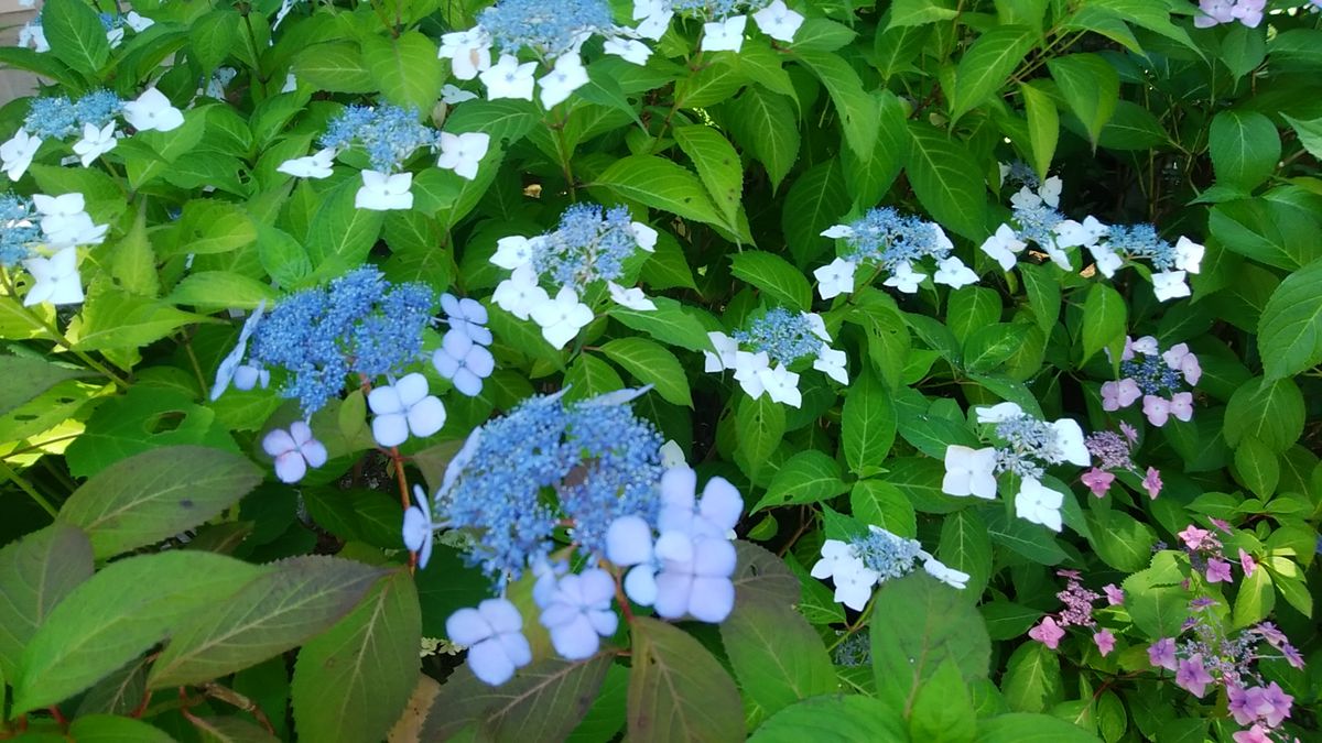 バスツアー3  花菖蒲と紫陽花。