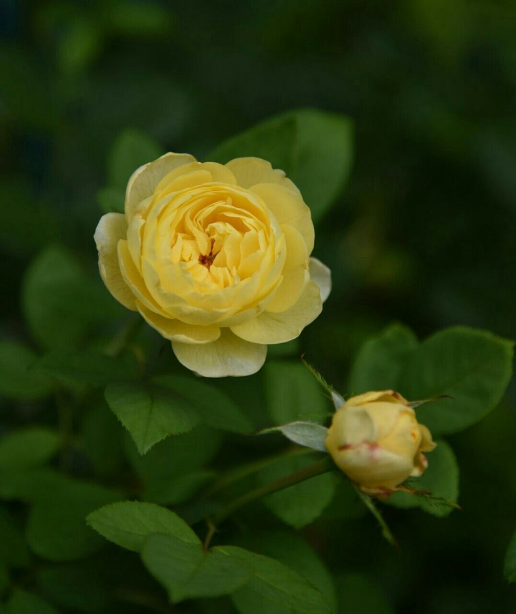 二番花が咲き始めました。