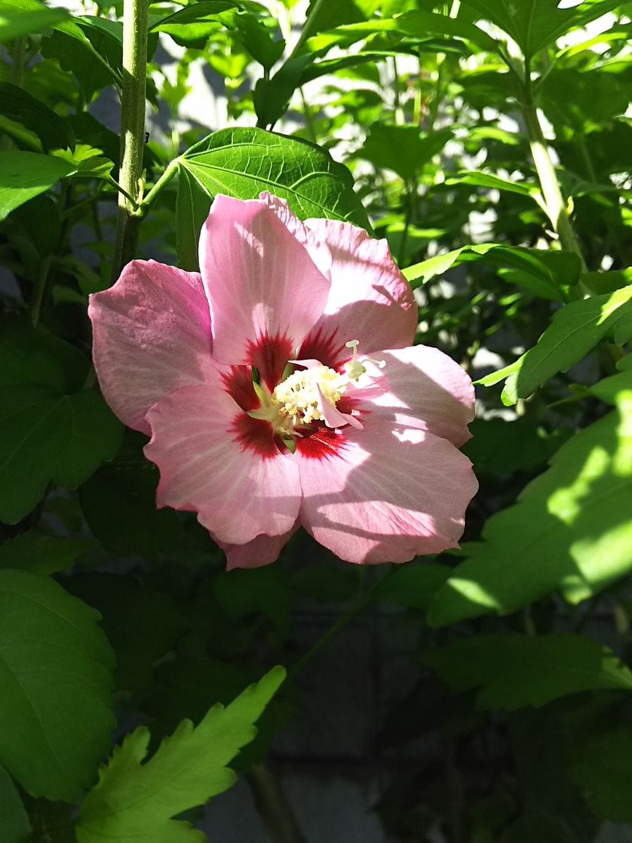 夏のお花