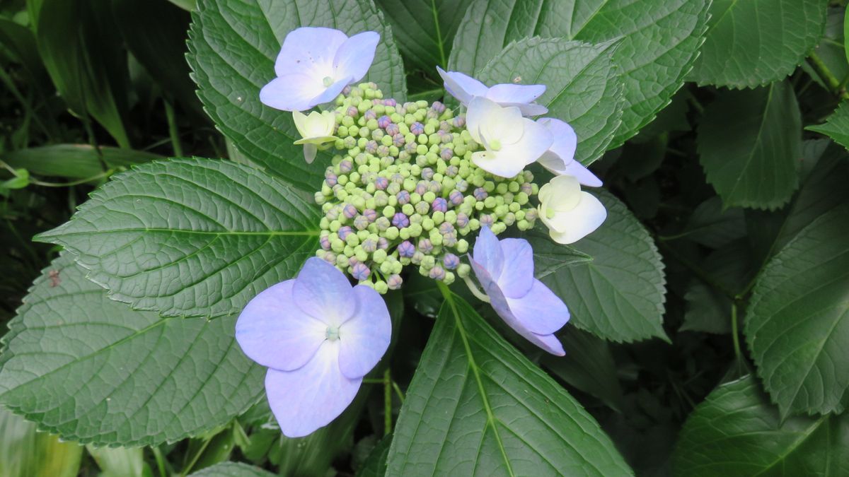 遅咲き裏庭の額紫陽花