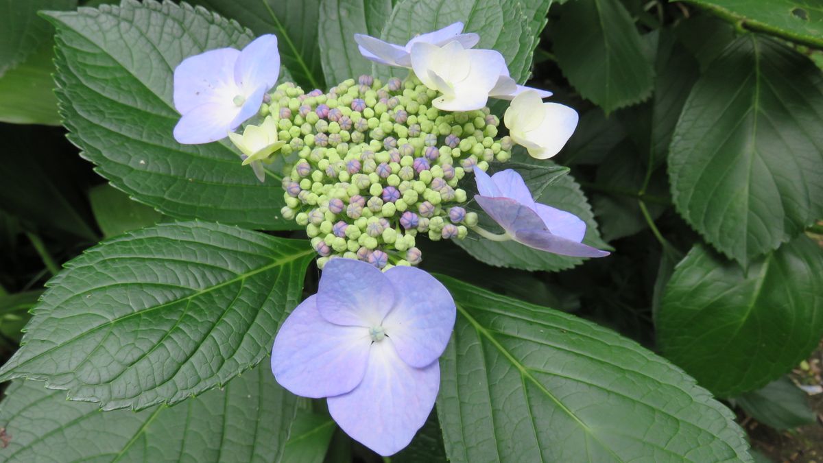 遅咲き裏庭の額紫陽花