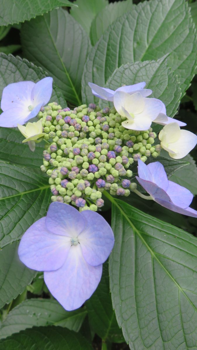 遅咲き裏庭の額紫陽花