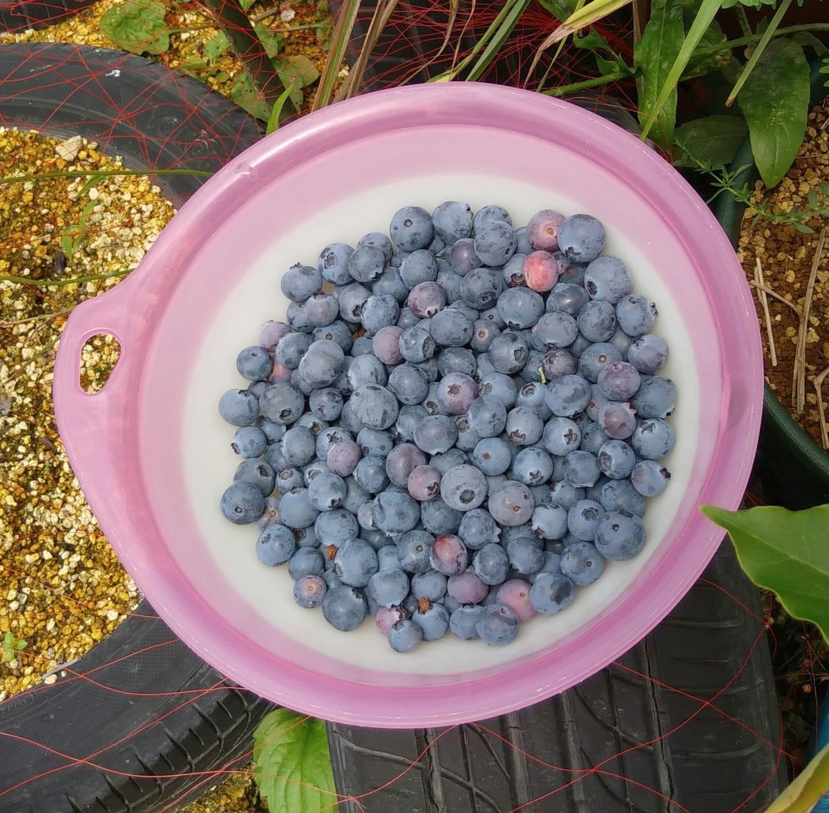 ブルーベリーの収穫と梅漬け作業