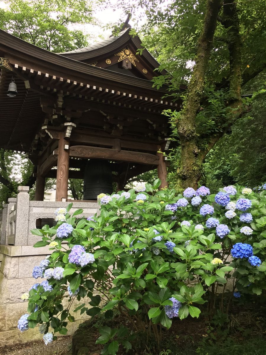 川崎のアジサイ寺🎵