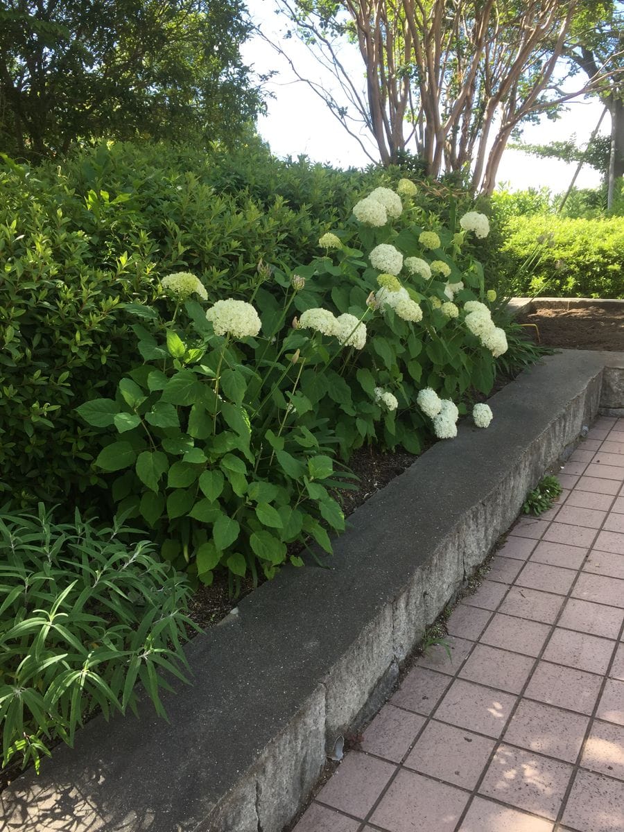 植え付け後