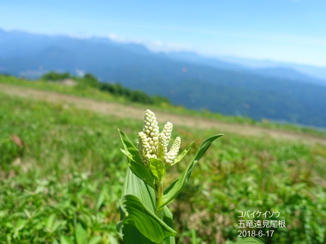 里山を歩いて見ると