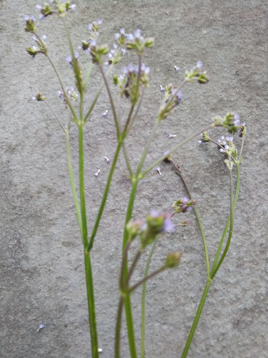 この花の名前を教えてもらえませんか？