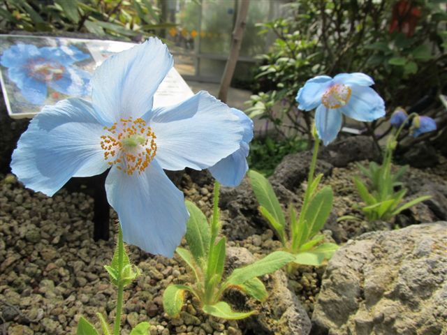 咲くやこの花館　①ブルー系