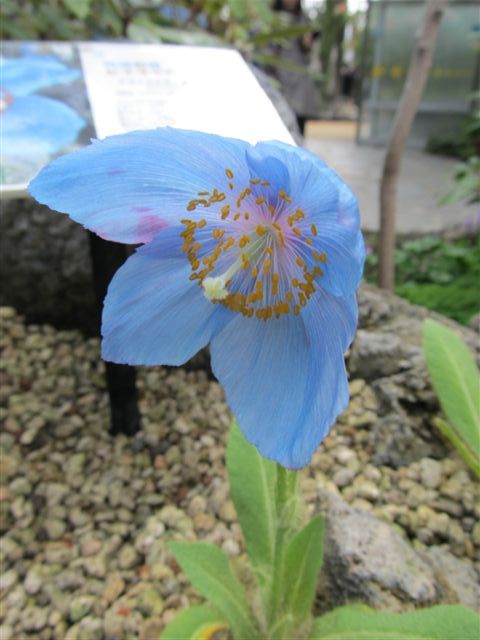 咲くやこの花館　①ブルー系