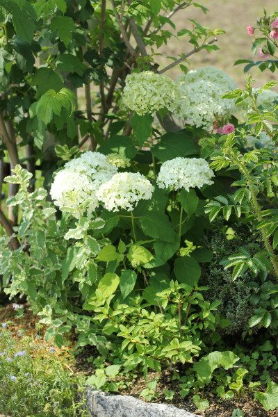 アナベルと青い紫陽花