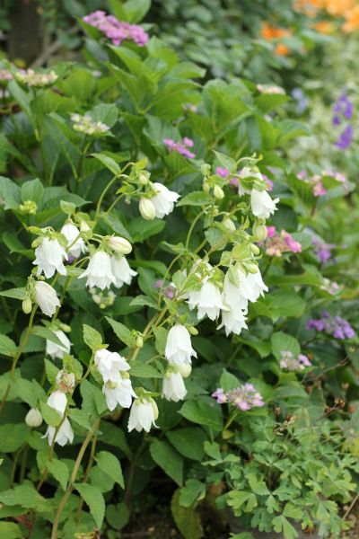 アナベルと青い紫陽花