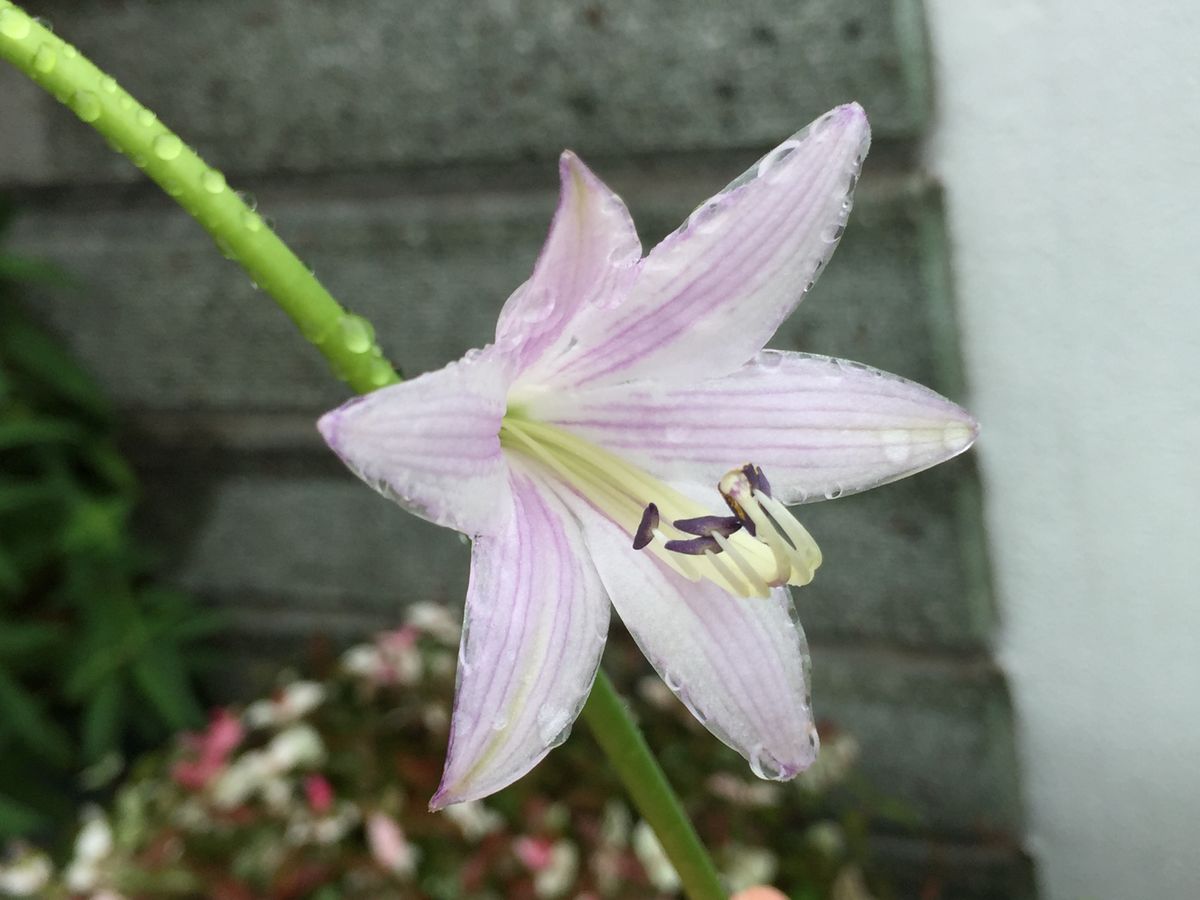 大阪の地震！大丈夫ですか〜