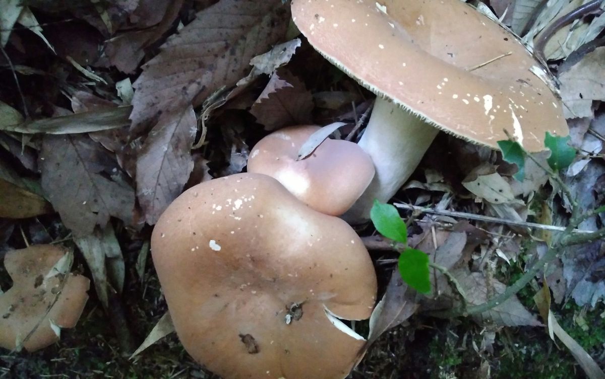 今日のキノコ🍄