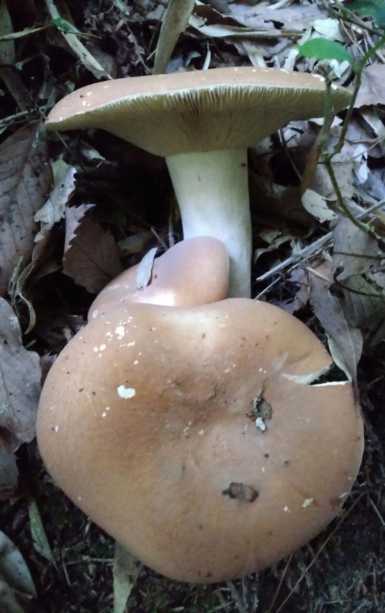 今日のキノコ🍄