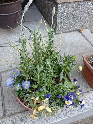 寄せ植えリメイク