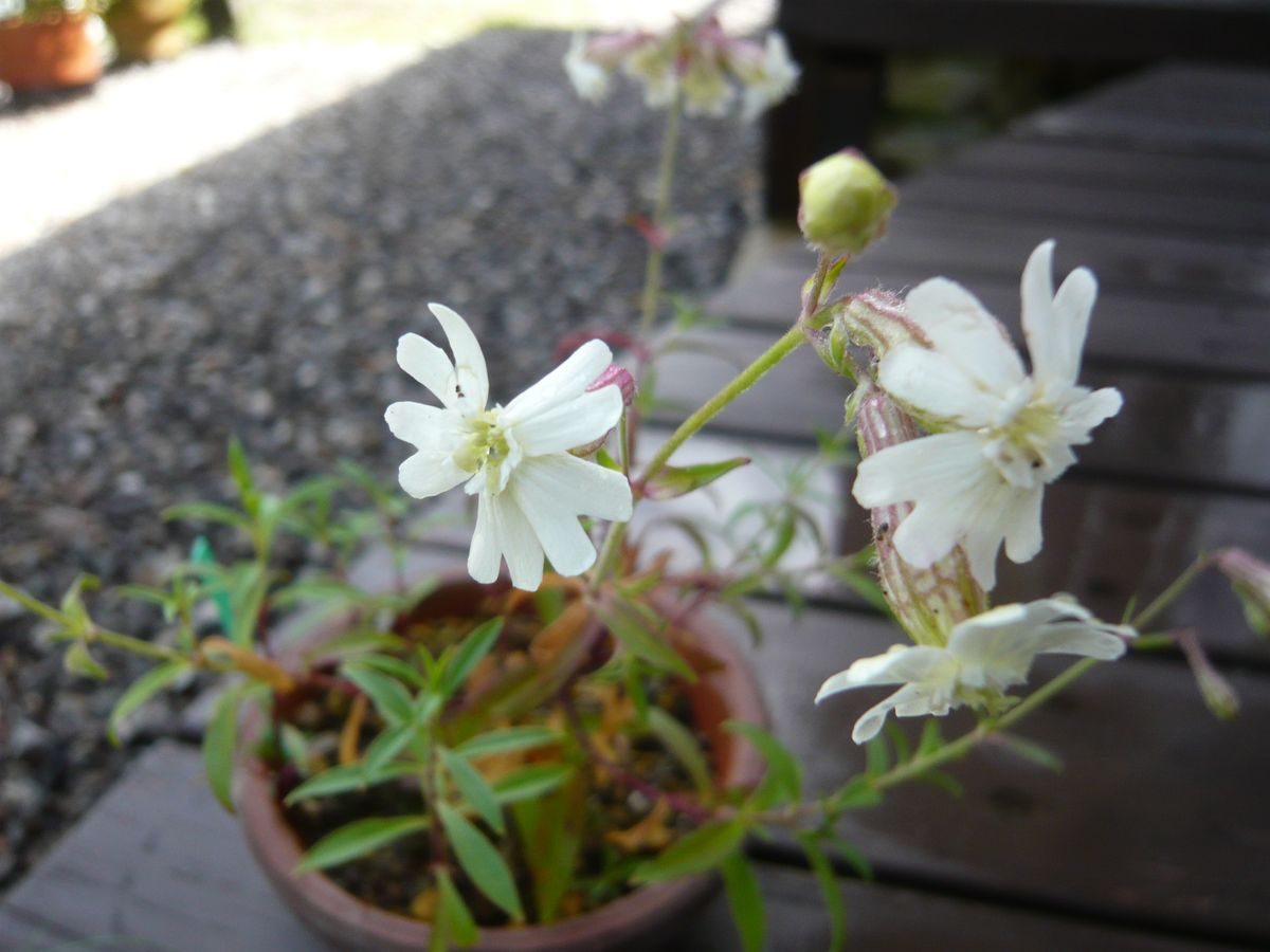 ２つの野草