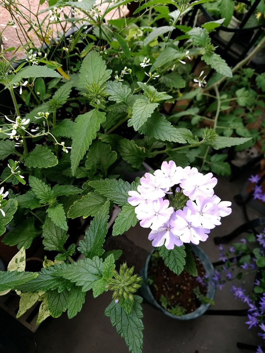 ミニ薔薇、切りました✂️