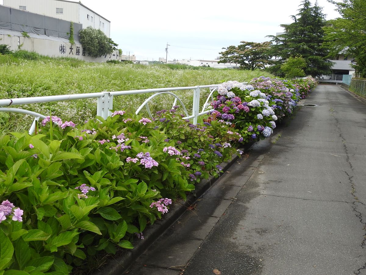 我が公園の紫陽花