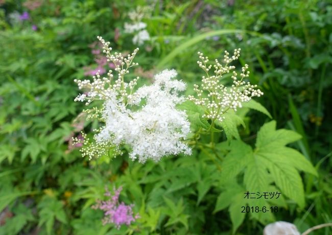 NaturalGarden  四季を楽しむ花壇