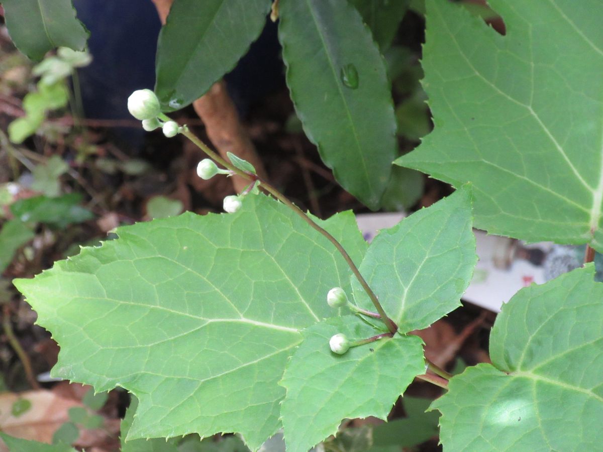 由愛(ゆめ)の花日記♪