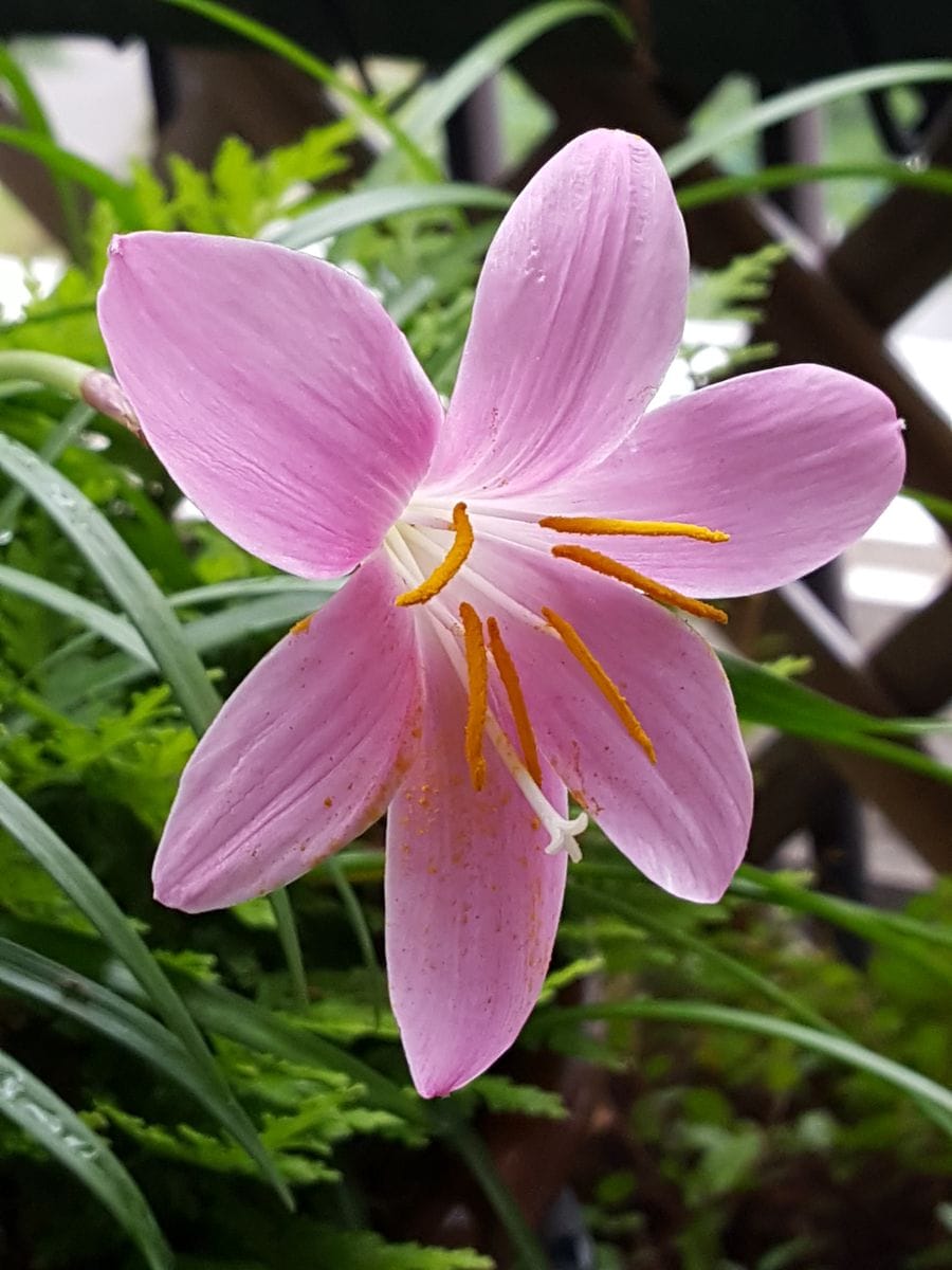 ふくおかルーバルガーデン2～夏🌺の庭便り❗平穏な暮らしに感謝🙏