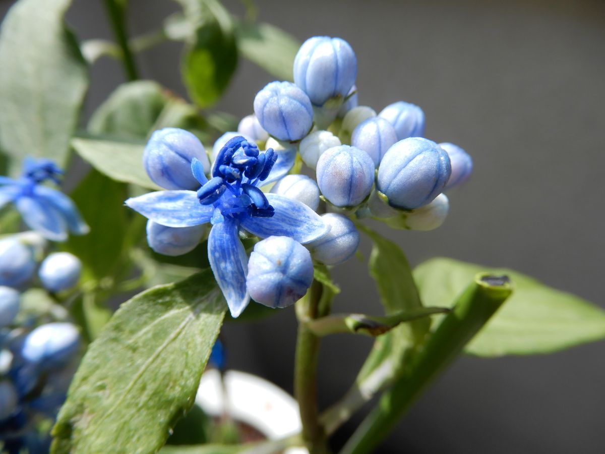 💙　碧　の　瞳・・・常山アジサイ