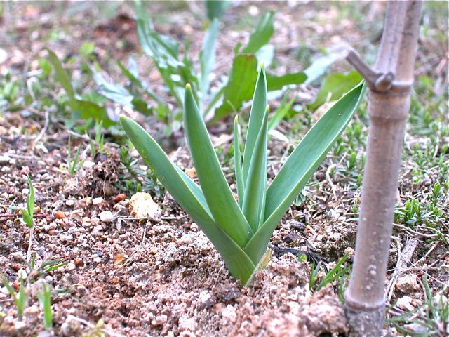 発芽・発芽・発芽！