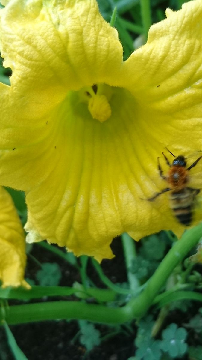 落花生の花が咲きました～♪♪🍀