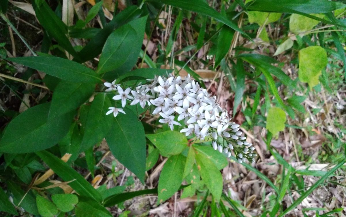 野道に生える草花