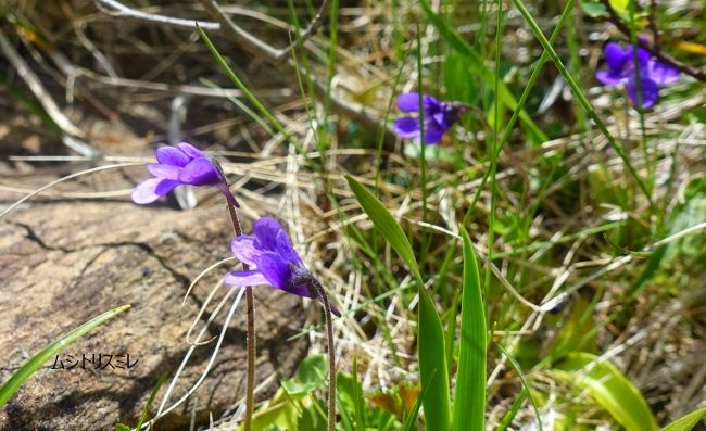 白馬八方尾根の花達