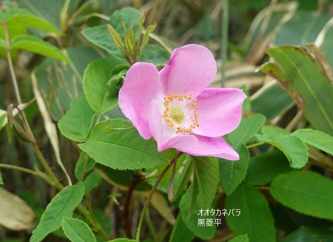 白馬八方尾根の花達