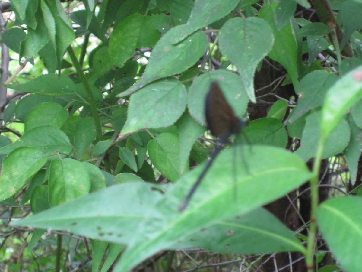 小さな野草園の中の自然