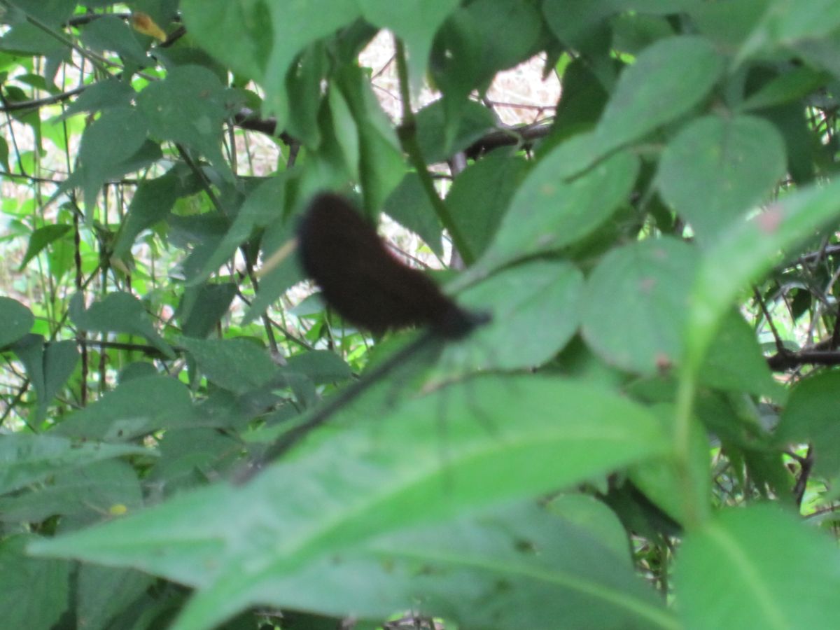 小さな野草園の中の自然