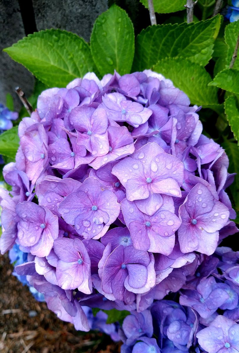 🎶雨中の紫陽花❕🎶