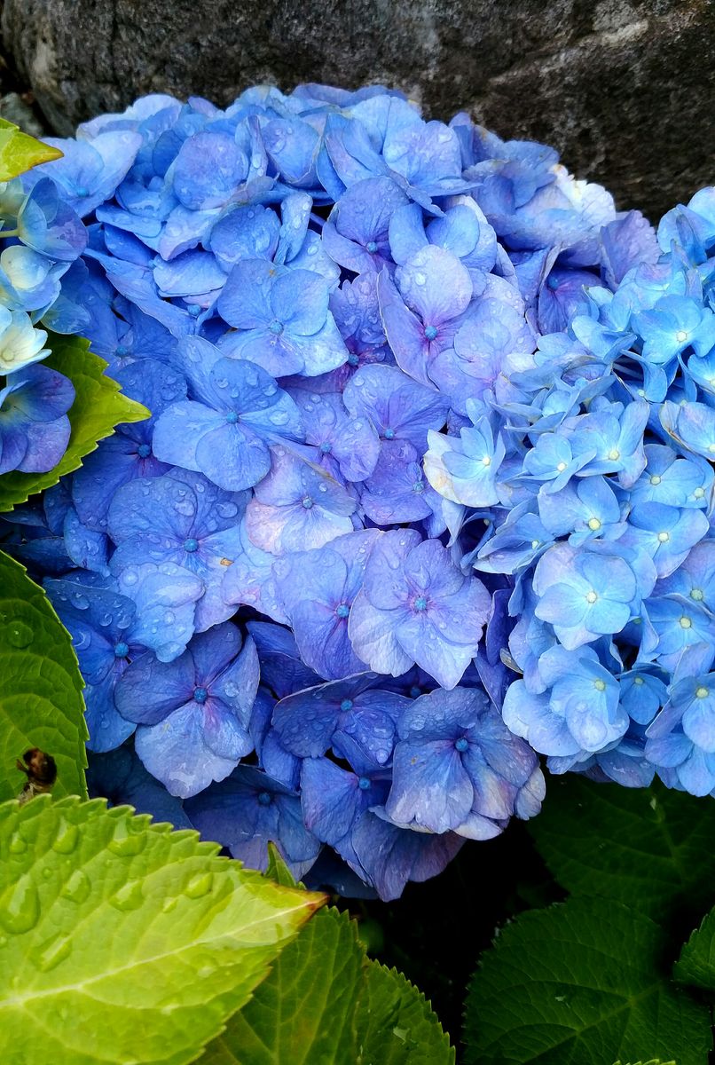 🎶雨中の紫陽花❕🎶