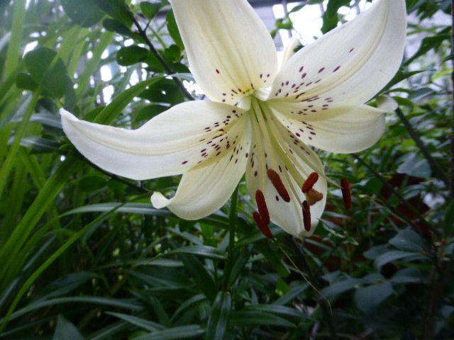 女郎花の花。