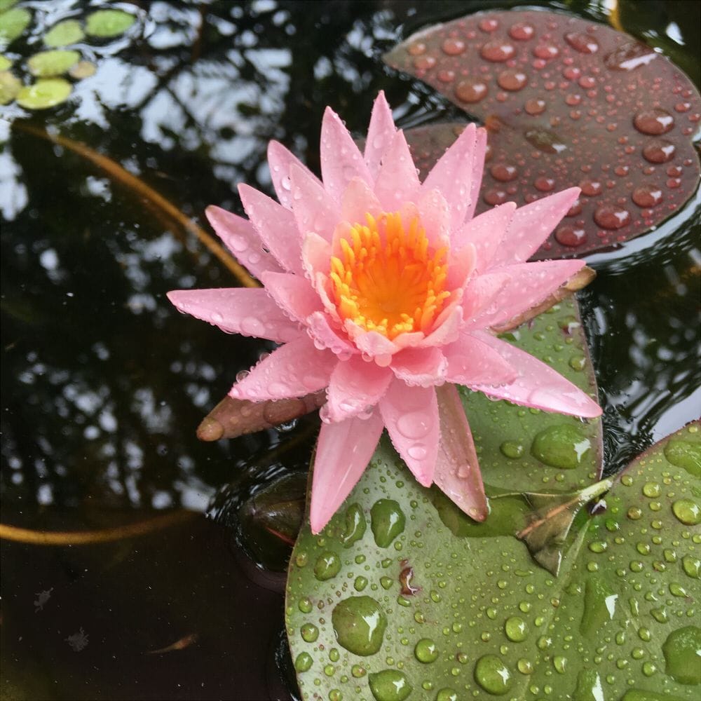 雨の中で咲いてました